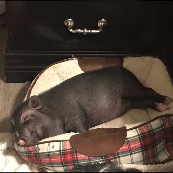 Meet your Posher, Tracy - Picture 7 of 10